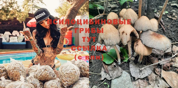прущие грибы Балабаново